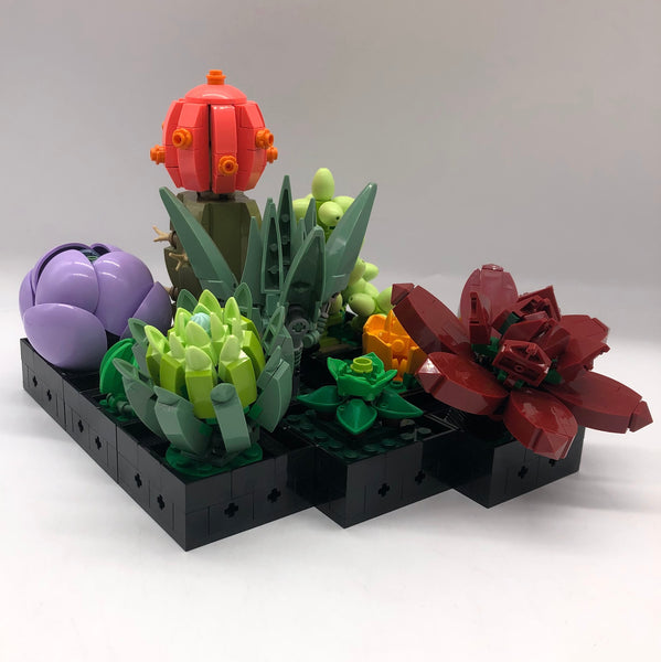 succulents 10309 Succulents 10309