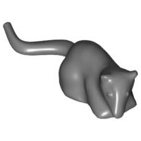 Rat